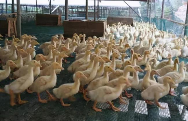 鸭饲料检测机构，鸭饲料检测什么指标？